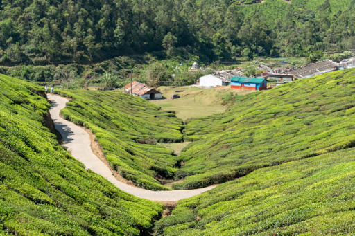 Anamudi Shola National Park Landscape